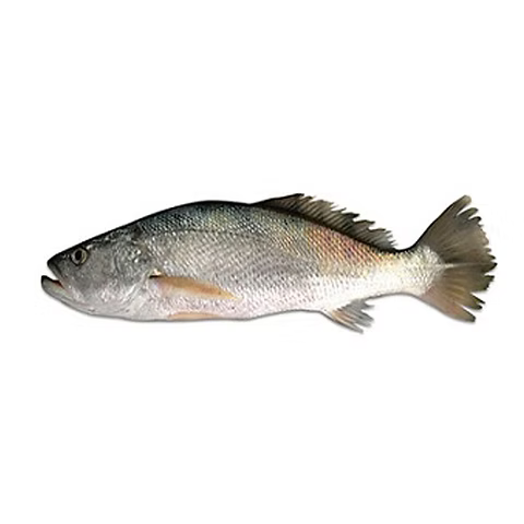 TT Croaker