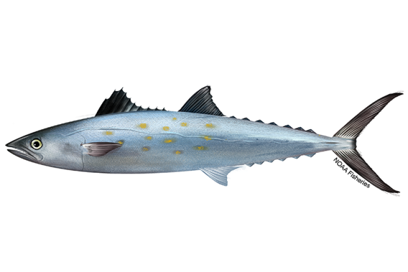 Spanish Mackerel