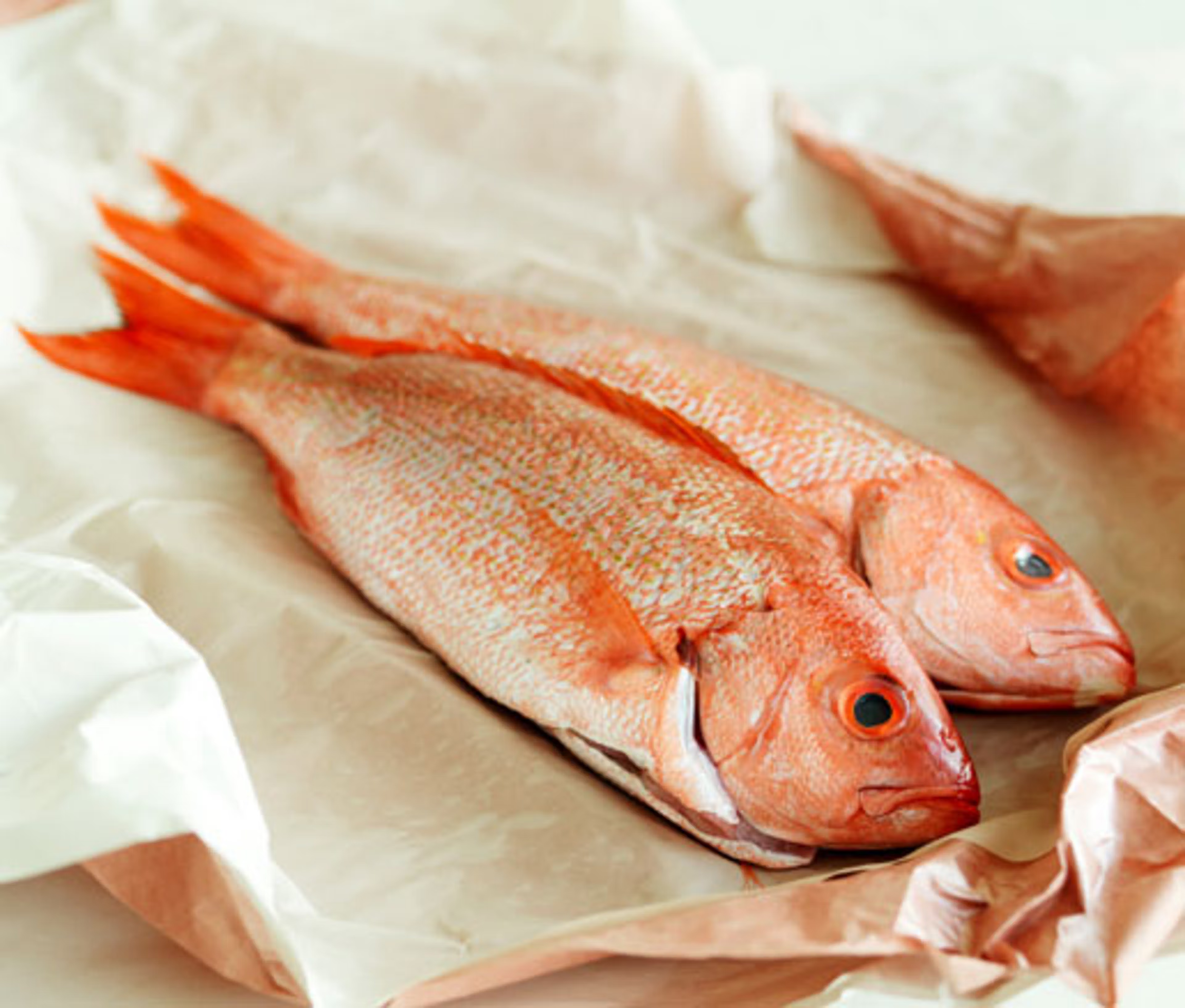 Red Snapper