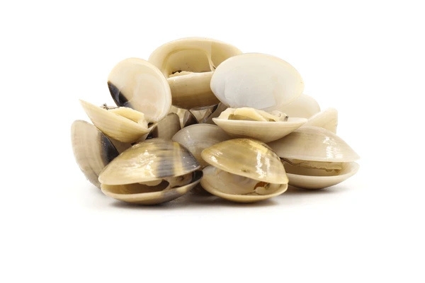 Baby Clam