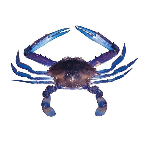 Blue Swimming Crab